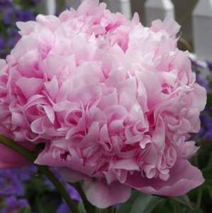 Meet your Posher, Janet